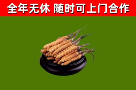来凤县回收冬虫夏草